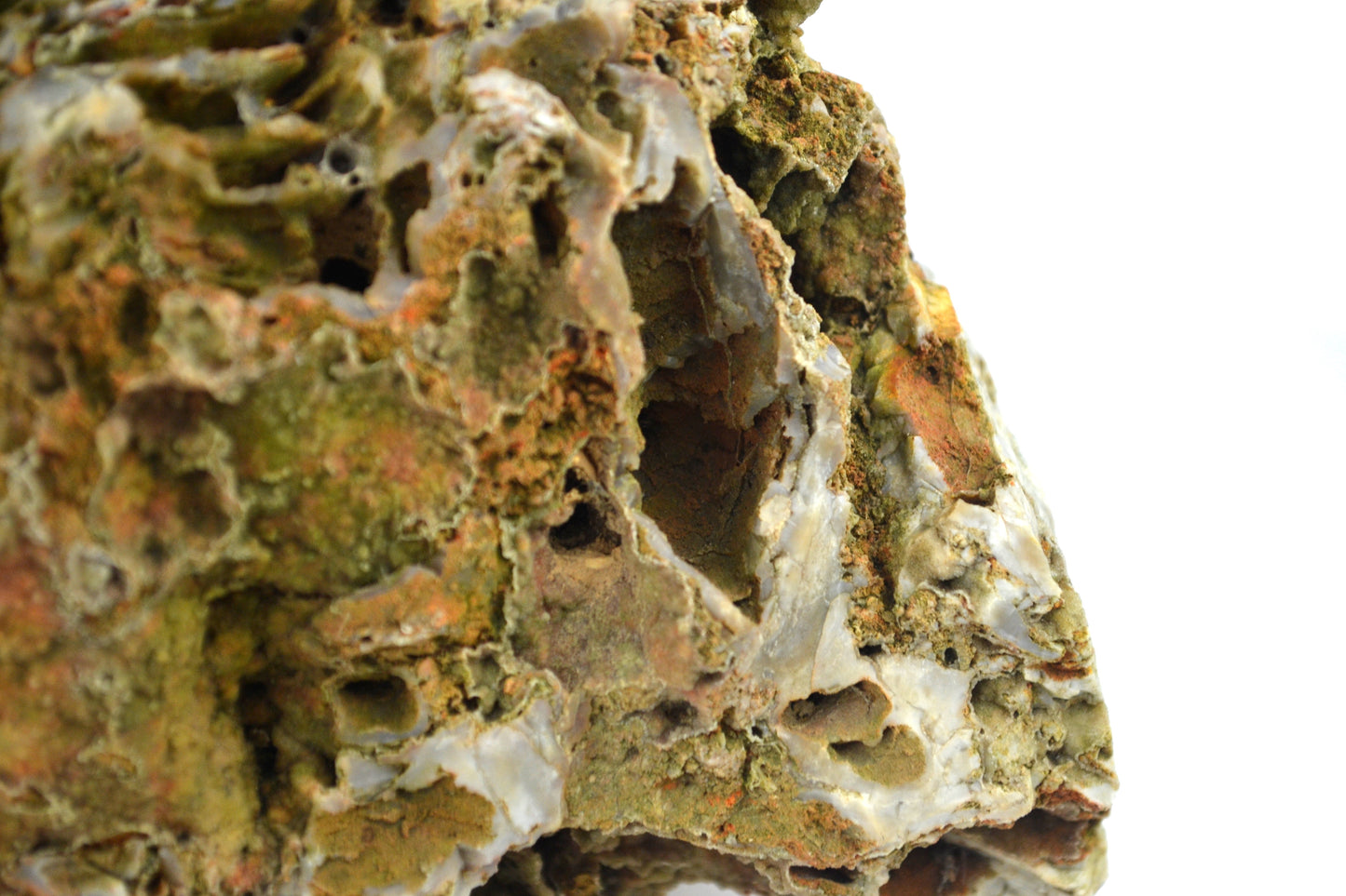 Petrified Coral