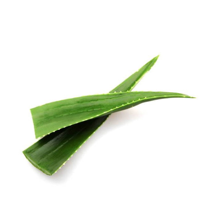 Aloe (Aloe vera) Fresh