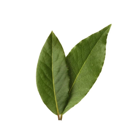 Bay Leaf (Laurus nobilis) Dried