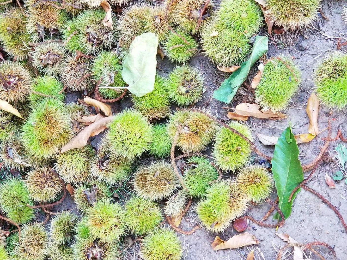 Chestnut (Aesculus hippocastanum) Raw