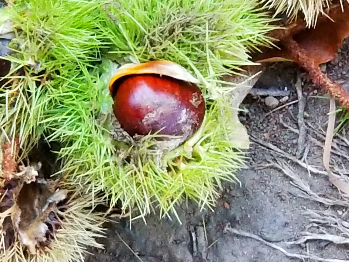 Chestnut (Aesculus hippocastanum) Raw