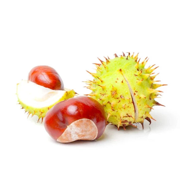 Chestnut (Aesculus hippocastanum) Raw