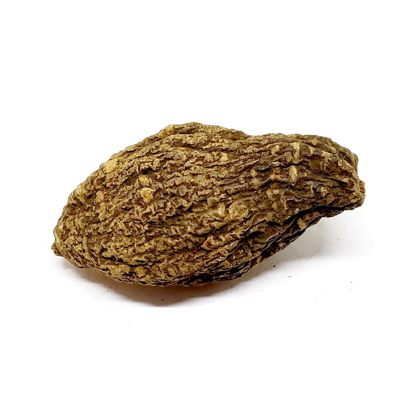 High John (Ipomoea jalapa) Dried