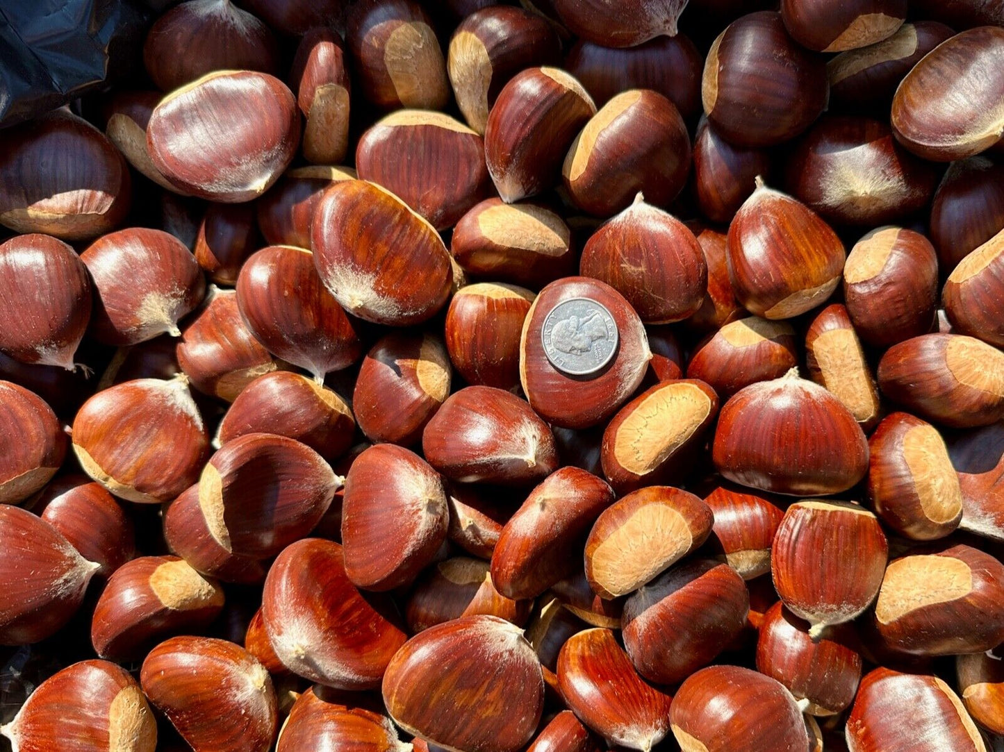 Chestnut (Aesculus hippocastanum) Raw