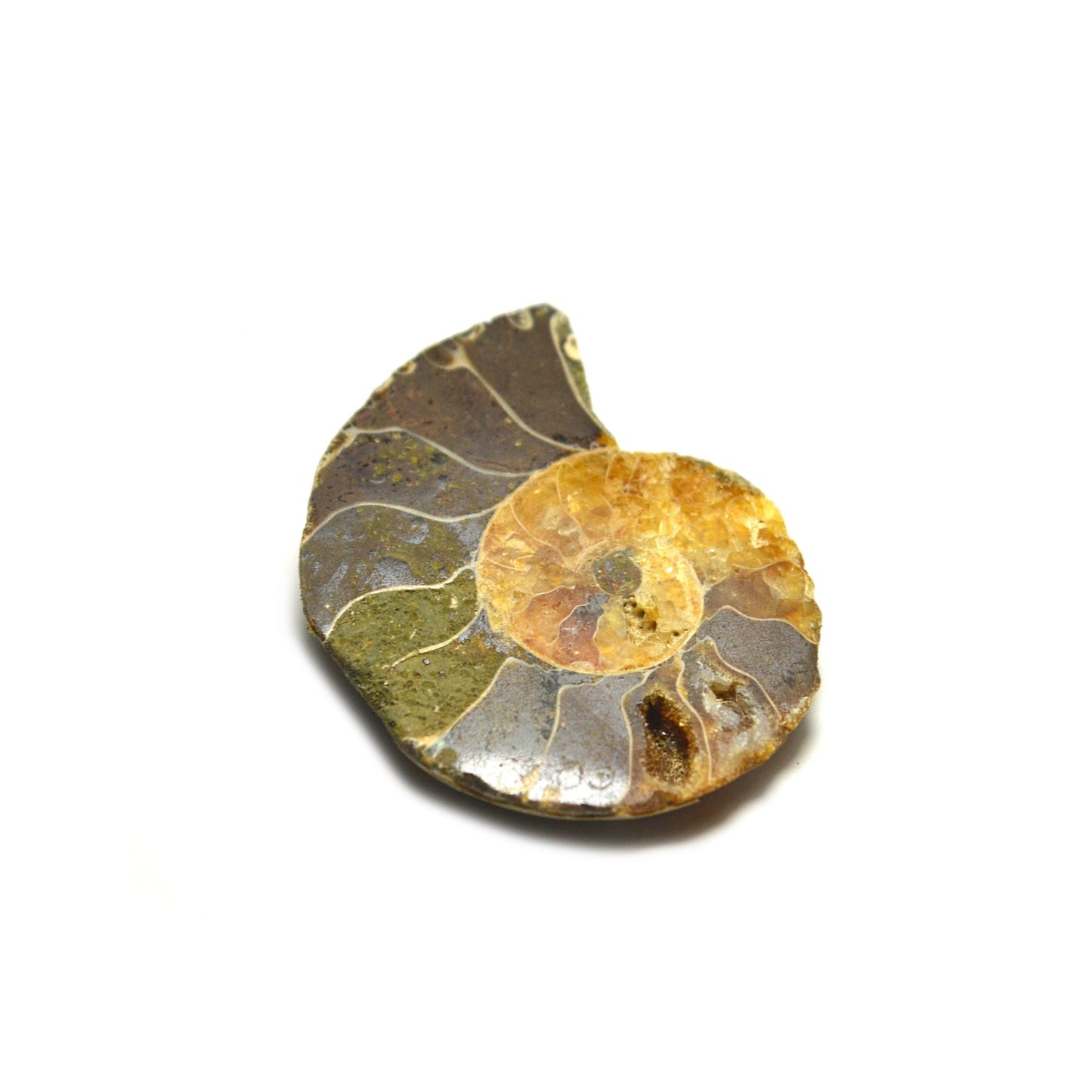 Ammonite Fossil