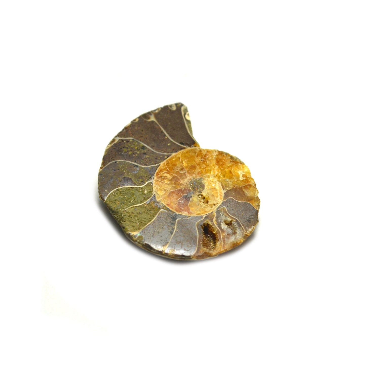 Ammonite Fossil