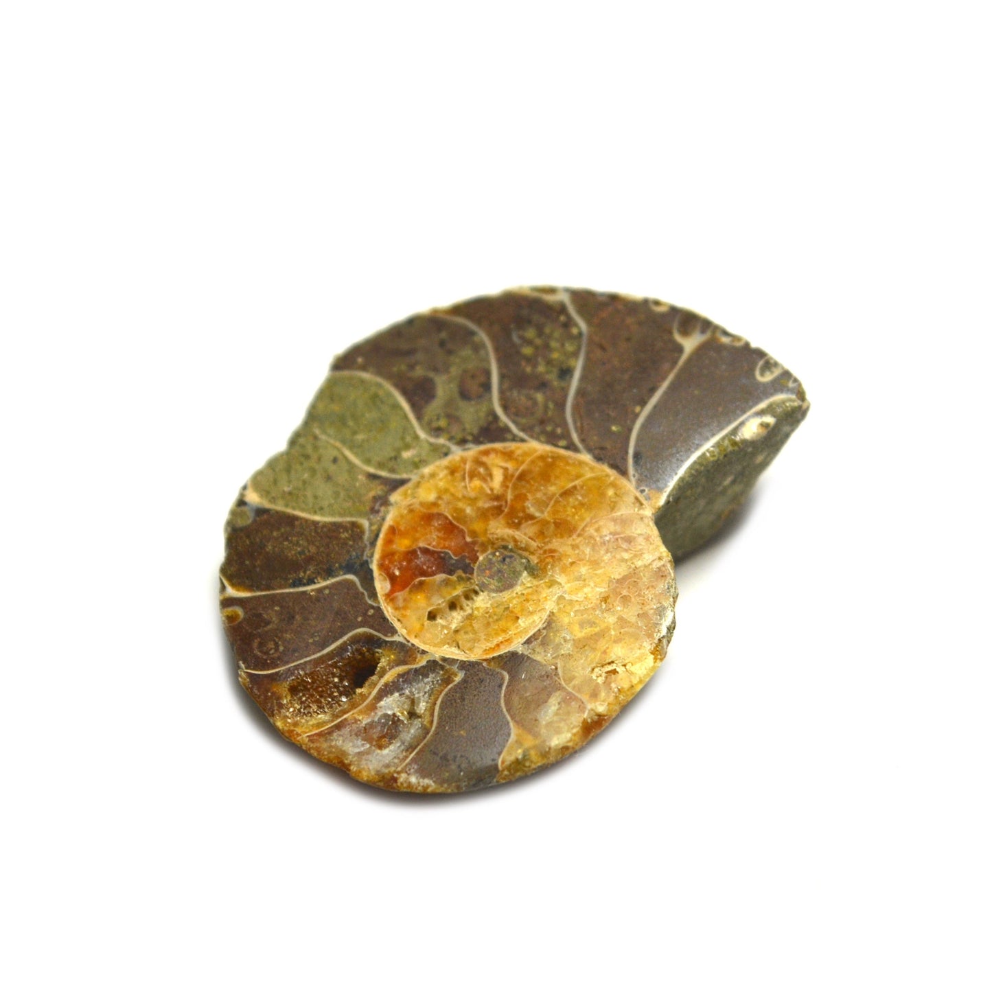 Ammonite Fossil