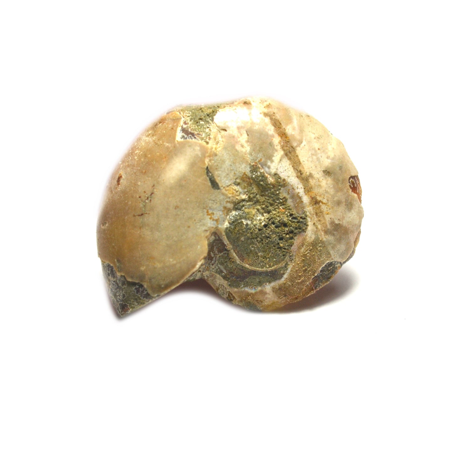 Ammonite Fossil