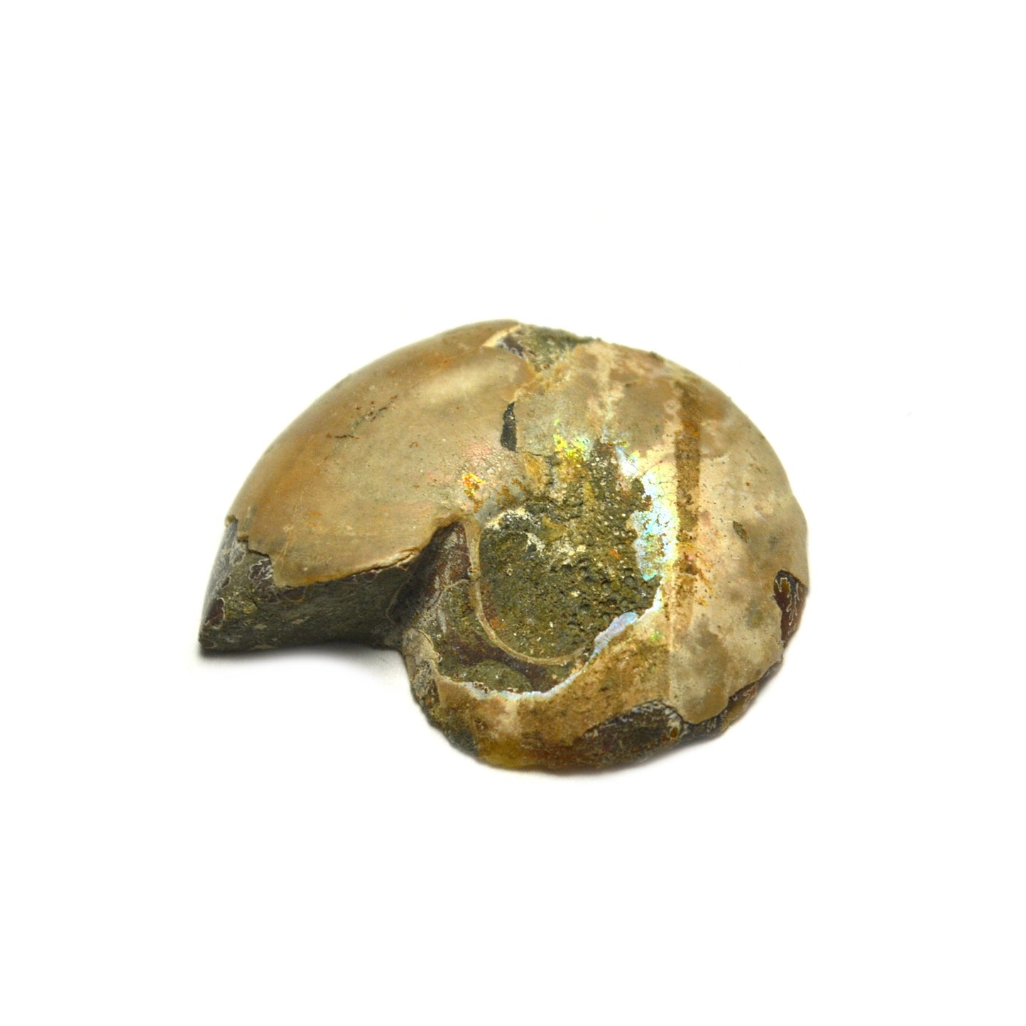 Ammonite Fossil