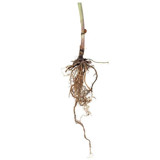 Valarian Root (Valeriana officinalis) Dried
